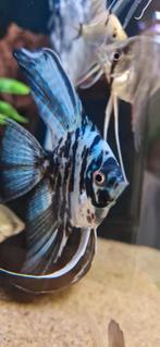 Grote white marmer maanvis, Dieren en Toebehoren, Vis