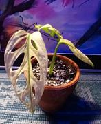 Monstera Adanosonii Variegated, Huis en Inrichting, Kamerplanten, Ophalen of Verzenden, Halfschaduw, Minder dan 100 cm