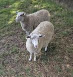 Koppel schapen