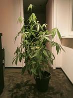 Kamerplant groot, Huis en Inrichting, Ophalen of Verzenden, Halfschaduw, 100 tot 150 cm