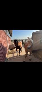 Overdekte uitloopstal op stro met alle faciliteiten, Dieren en Toebehoren