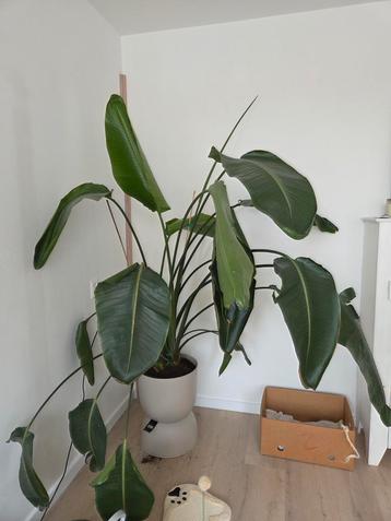 Strelitzia Nicolai - 2+ meter hoog beschikbaar voor biedingen