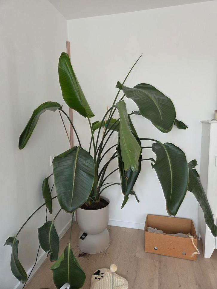 Strelitzia Nicolai - 2+ meter hoog, Huis en Inrichting, Kamerplanten, Overige soorten, 200 cm of meer, Groene kamerplant, Halfschaduw