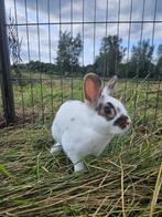 Levi zoekt een huisje! (gecastreerd en gevaccineerd), Dieren en Toebehoren, Konijnen, Mannelijk, Klein, 0 tot 2 jaar