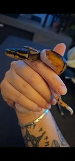 0.1 Panther Piebald koningspython, Dieren en Toebehoren, Slang, 0 tot 2 jaar