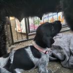 Duitse staande draadhaar/ruwhaar  puppies ‍, Dieren en Toebehoren, Honden | Setters en Staande honden, Duitse Staande hond, CDV (hondenziekte)