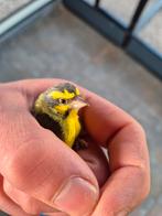 Mozambique sijs man, Mannelijk, Wildzangvogel, Geringd