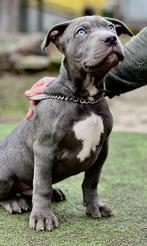 American Bully XL pups, Parvo, Overige rassen, 8 tot 15 weken, Buitenland
