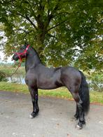 3 jarige Friese ruin te koop, Dieren en Toebehoren, Paarden, Ruin, 3 tot 6 jaar