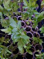 Vleestomaatplanten - 3 voor €4,- - moestuin, Tuin en Terras, Planten | Tuinplanten, Zomer, Ophalen of Verzenden, Groenteplanten