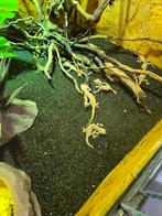 Stenodactylus stenodactylus diversen nakweek, Dieren en Toebehoren, Hagedis, 0 tot 2 jaar