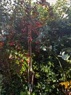 Rode Sierappel - Zelf Uitgraven in Leusden!, Ophalen, Bloeit niet, Volle zon, Overige soorten