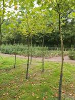 Platanen, Ophalen, Volle zon, Overige soorten, 250 tot 400 cm