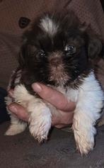 ...PRACHTIGE RASZUIVERE SHIH-TZU PUPS..., Parvo, Overige rassen, 8 tot 15 weken, Meerdere
