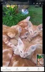 Kittens Boederij 9 mnd ,Poes 3x , kater1,NwTHUIS Buiten, !!, Dieren en Toebehoren, Katten en Kittens | Overige Katten, Kater