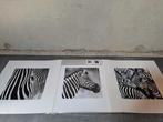 IKEA TRILLING 3x zebra print poster voor in lijst - 50x50cm, Ophalen, Minder dan 50 cm, Gebruikt, Foto of Poster