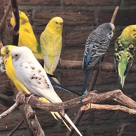 Grasparkieten parkiet verschillende kleuren, Dieren en Toebehoren, Vogels | Parkieten en Papegaaien, Parkiet, Meerdere dieren