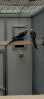 Gezocht (bleu cheeked) blauwwang rosella's., Meerdere dieren, Parkiet
