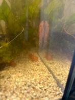 Ancistrus red, Vis