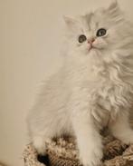 Raszuivere Britse korthaar en langhaar kittens, Dieren en Toebehoren, Katten en Kittens | Raskatten | Korthaar, Meerdere dieren