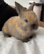 Baby konijn te koop!, Dieren en Toebehoren, Konijnen, Geslacht onbekend