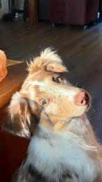 Border Collie x Australian Sheppard Reu Pup, Dieren en Toebehoren, Honden | Herdershonden en Veedrijvers, 15 weken tot 1 jaar