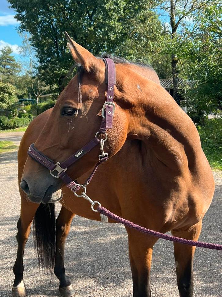 8-jarige lieve  Cruzado merrie, Dieren en Toebehoren, Pony's, Merrie, Niet van toepassing, E pony (1.48m - 1.57m), Recreatiepony