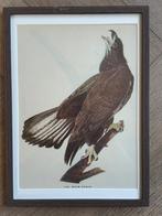 1947 GROOT - Zee Arend - Bald eagle, Ophalen of Verzenden