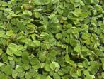 Salvinia Minima drijfplant voor aquarium, Ophalen, Overige soorten, Minder dan 100 cm