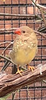 Binsenastrildes rood koop jongen., Dieren en Toebehoren, Vogels | Overige Vogels, Meerdere dieren, Tropenvogel, Geringd