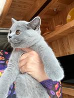 Brits korthaar poesje Raszuiver. Mag het nest verlaten!, Dieren en Toebehoren, Katten en Kittens | Raskatten | Korthaar, Kater
