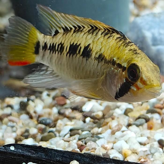 Apistogramma sp. D24, Dieren en Toebehoren, Vissen | Aquariumvissen, Vis