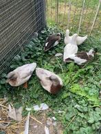 Te koop 6 kwakertjes diverse kleuren, Dieren en Toebehoren, Pluimvee, Meerdere dieren, Eend