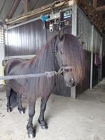 Superlieve gereden  zwarte stamboek shetlander, Dieren en Toebehoren, Pony's, Ruin, 11 jaar of ouder