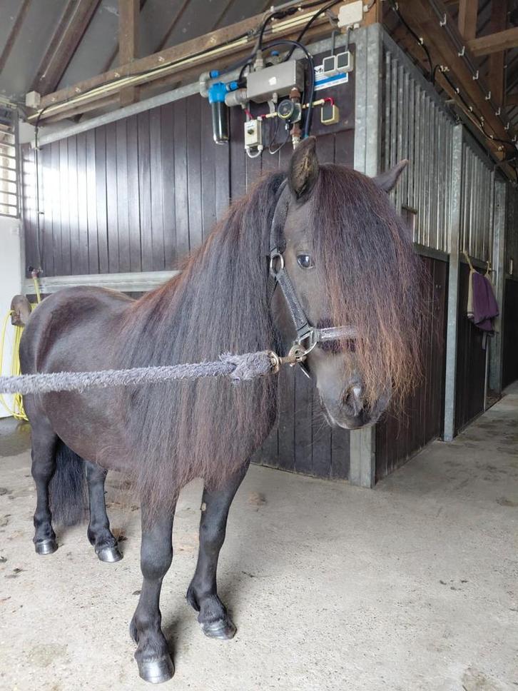 Superlieve gereden  zwarte stamboek shetlander, Dieren en Toebehoren, Pony's, Ruin, 11 jaar of ouder