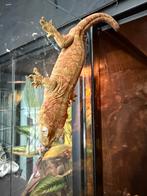 mniarogekko chahoua man event. Incl terrarium, Dieren en Toebehoren, Slang, 0 tot 2 jaar