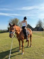 Bruikleen/trainings pony gezocht, Meerdere dieren, Niet van toepassing, Recreatiepony