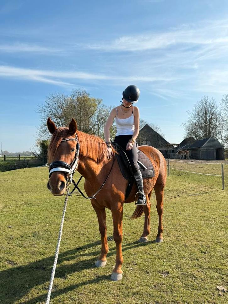 Bruikleen/trainings pony gezocht, Dieren en Toebehoren, Pony's, Meerdere dieren, Niet van toepassing, Recreatiepony