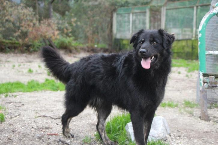 Waar mag deze zachtaardige dame Joyce komen wonen?, Dieren en Toebehoren, Honden | Niet-rashonden, Middel, Teef, Particulier, Eén hond