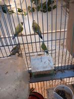 Gouldamadines te koop., Dieren en Toebehoren, Vogels | Overige Vogels, Meerdere dieren