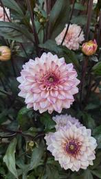 Voorgetrokken wit/roze Dahliaknol, Tuin en Terras, Ophalen, Voorjaar, Volle zon, Knol