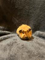 California creme jonge cavia’s 1 zeugje, Dieren en Toebehoren, Knaagdieren, Cavia, December, Meerdere dieren, Tam