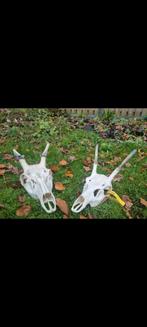 Prachtig duo complete schedels edelhert Damhert spitsers kop, Ophalen of Verzenden, Zo goed als nieuw, Hert, Schedel