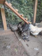 Barnevelder kriel kippen kip zwart wit gezoomd 4 hennen, Dieren en Toebehoren, Vrouwelijk, Kip