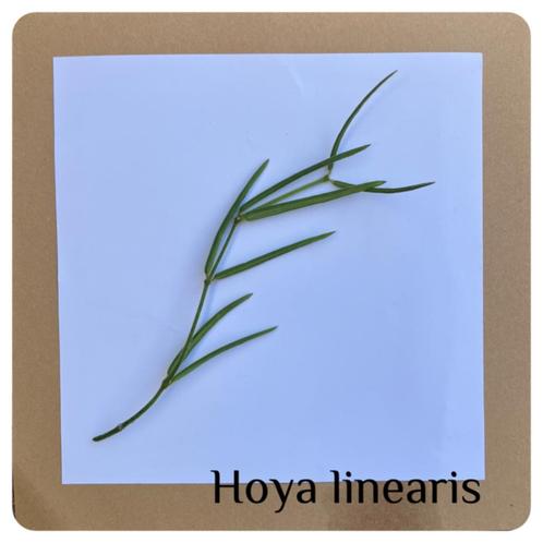 26. stekje hoya linearis€1,50, Huis en Inrichting, Kamerplanten, Overige soorten, Minder dan 100 cm, Ophalen of Verzenden