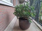Jade plant, Tuin en Terras, Planten | Bomen, Ophalen, Volle zon, Overige soorten