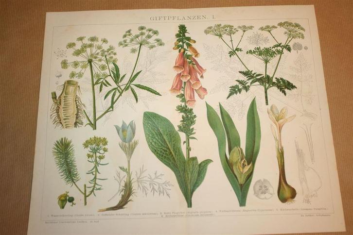 2 antieke kleurenlitho's - Giftige planten - Circa 1885 !!, Antiek en Kunst, Kunst | Litho's en Zeefdrukken, Ophalen of Verzenden