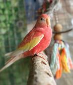 Mooie bourke parkiet te koop (pop), Dieren en Toebehoren, Vogels | Parkieten en Papegaaien, Vrouwelijk, Parkiet