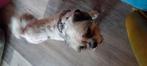 Shih Tzu boomer. Teefje, Dieren en Toebehoren, Honden | Chihuahua's en Gezelschapshonden, Teef, Eén hond, 3 tot 5 jaar, Nederland