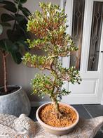 Satsuki Azalea Saishun Bonsai 90cm, Tuin en Terras, Ophalen, Bloeit niet, Halfschaduw, Overige soorten